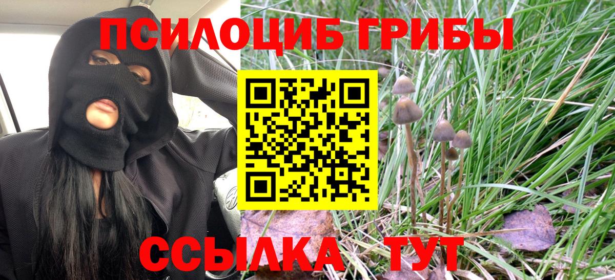 Псилоцибиновые грибы Psilocybe Саратов